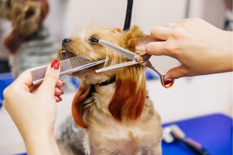 Dog Groomers in Taranaki on Business Directory