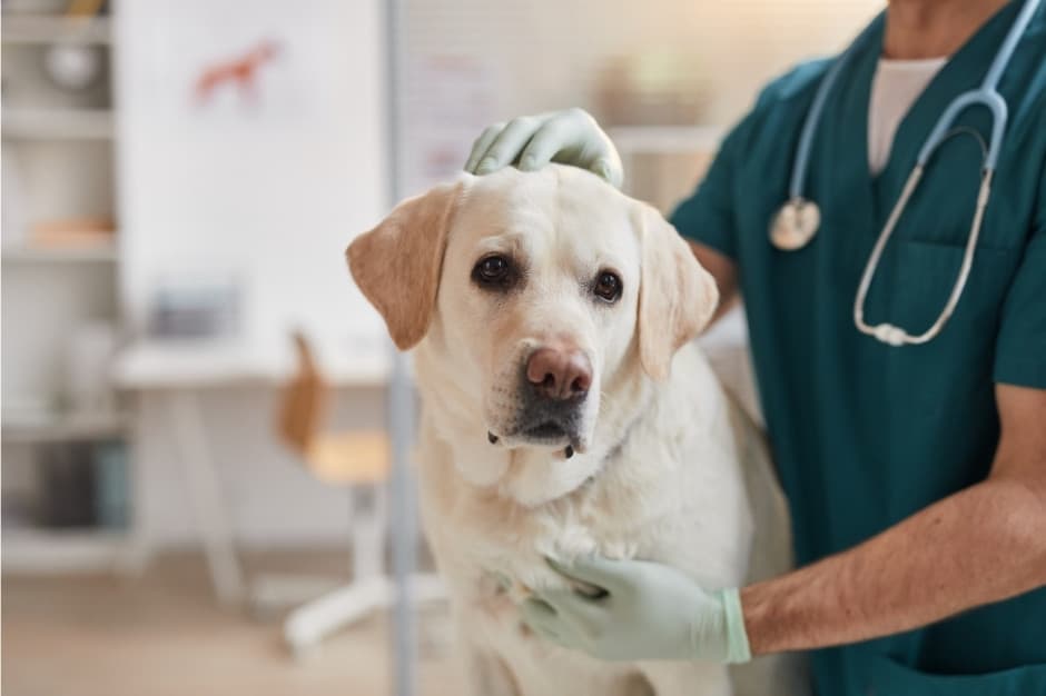 Vets on Business Directory