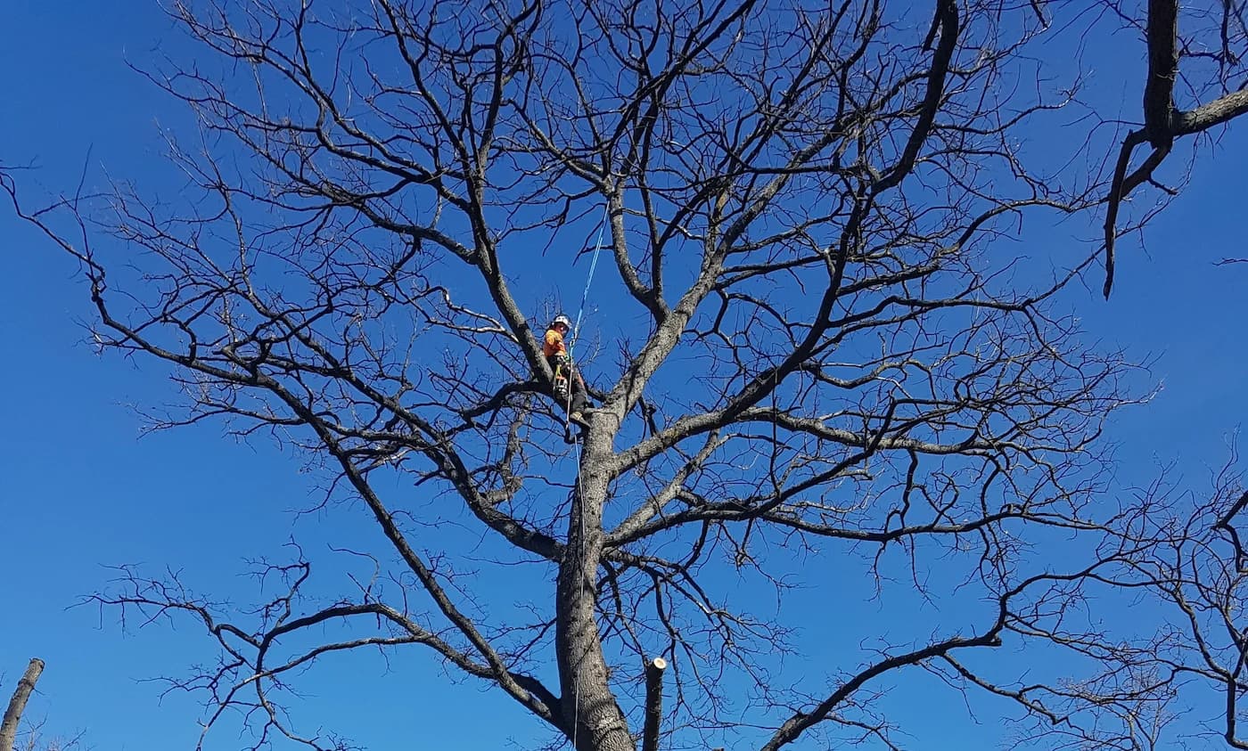 Kea Treeworks — Arborists in Dunedin