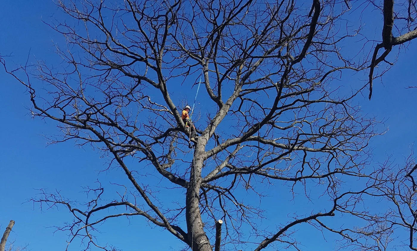 Kea Treeworks — Arborists in Dunedin