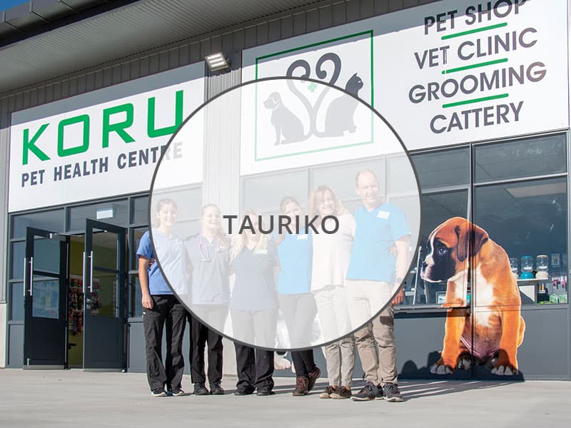 Koru Vets — Vets in Tauriko
