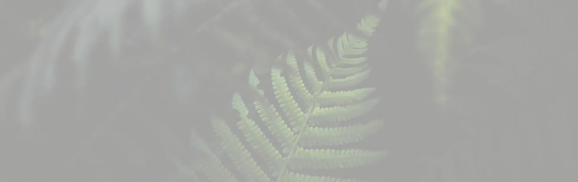 Te Ara Mahi — HR & Recruitment Services in Nelson