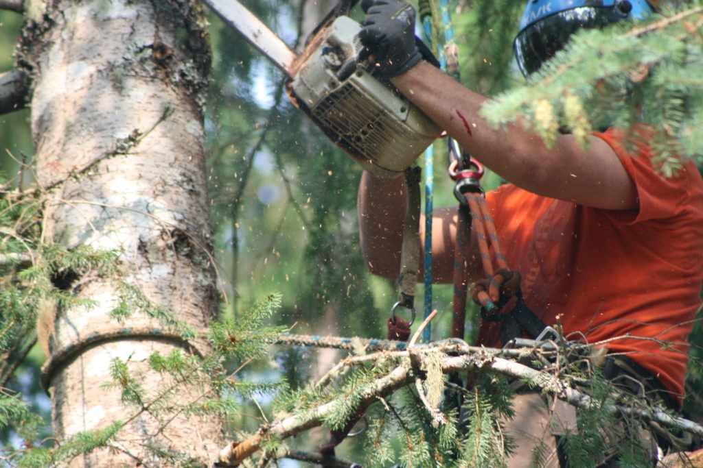 Arborist North Shore Auckland — Landscaping Services in Auckland