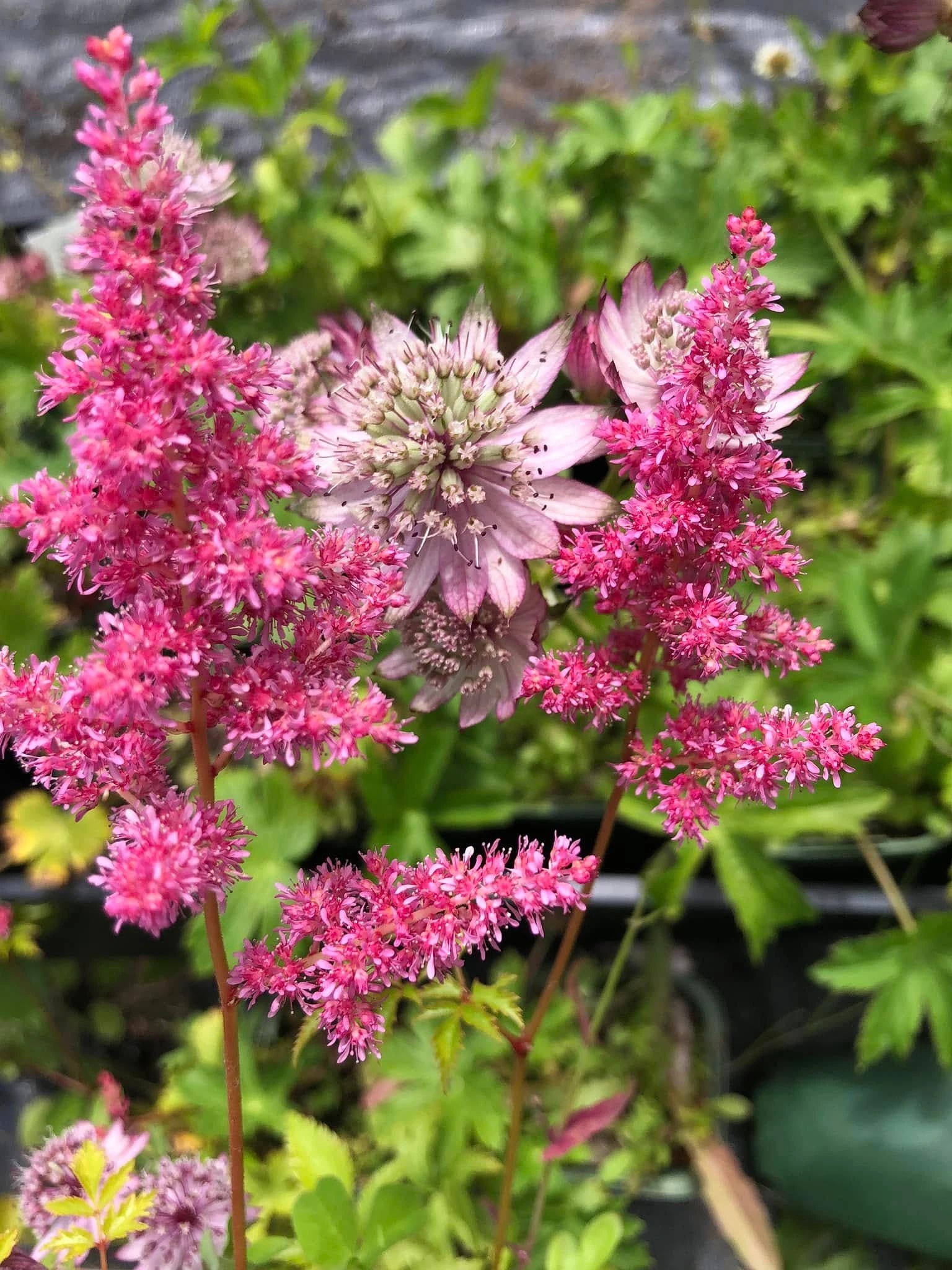 Willowburn Plants — Garden Centres in Mosgiel