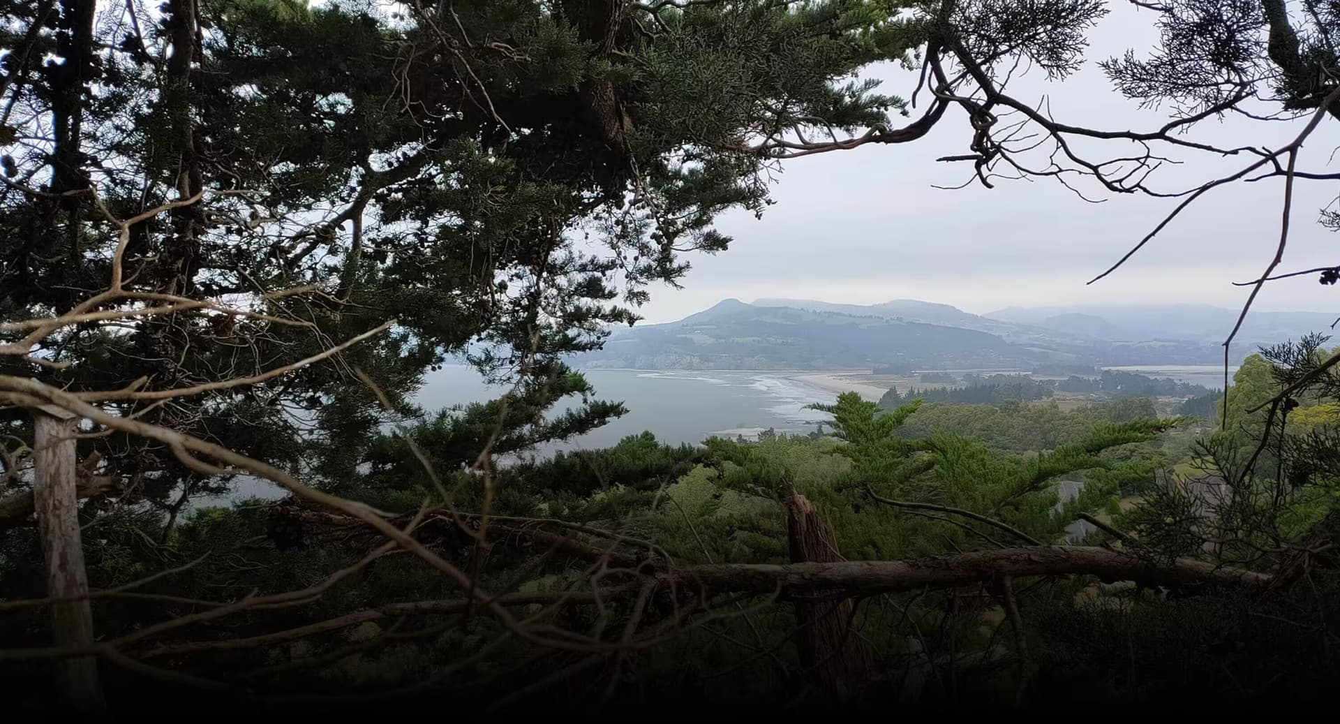 Valley Arborists — Arborists in Dunedin