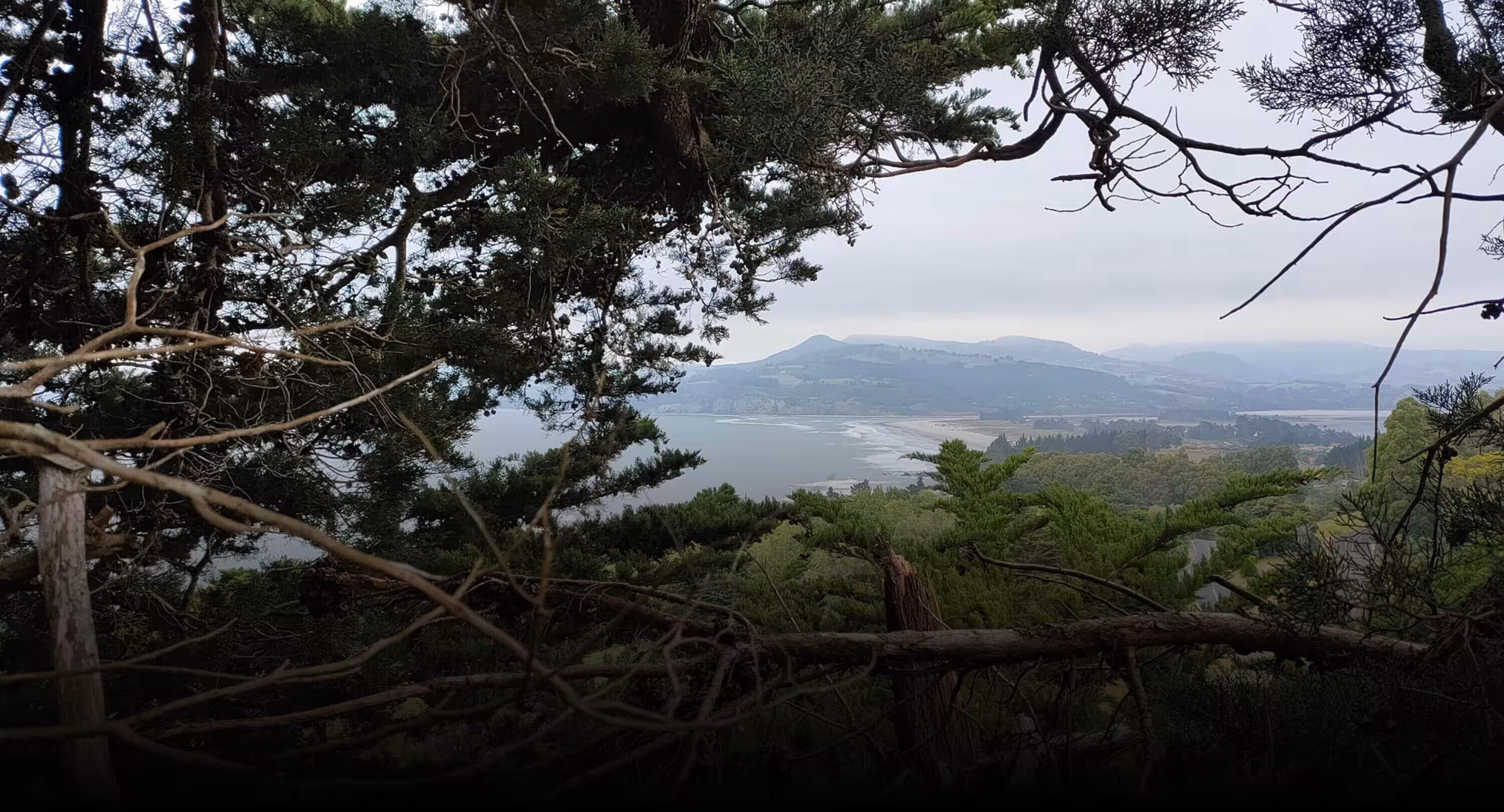 Valley Arborists — Arborists in Dunedin