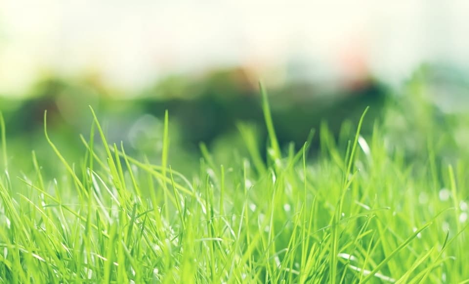 Lawn-Care Wanaka — Gardening Services in Wānaka