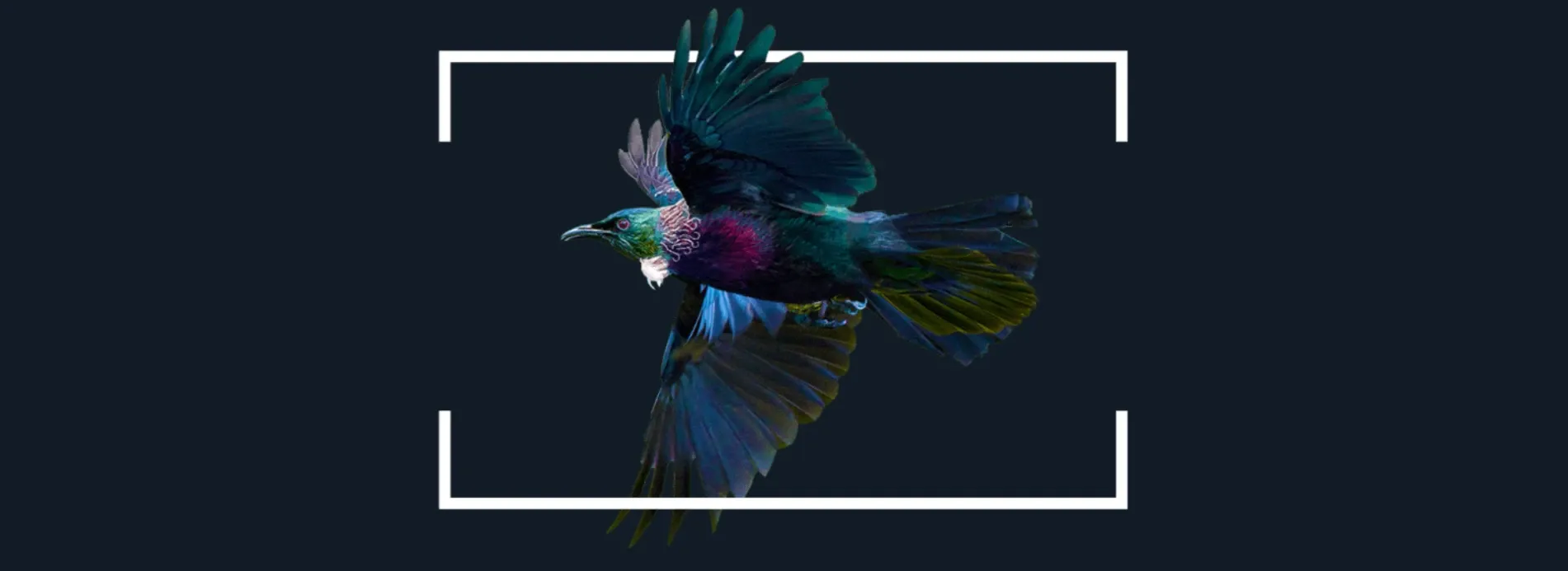 Blend Design — UX/UI Designers in Auckland