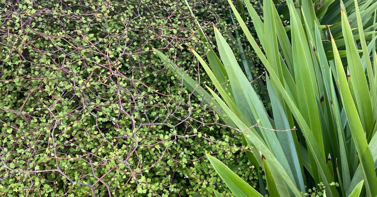 Tidy Gardens — Gardening Services in Waikato