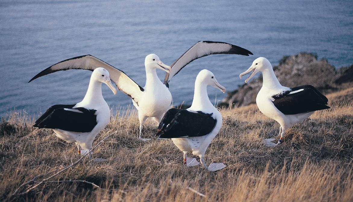 The Royal Albatross Centre — Travel & Tourism in Dunedin