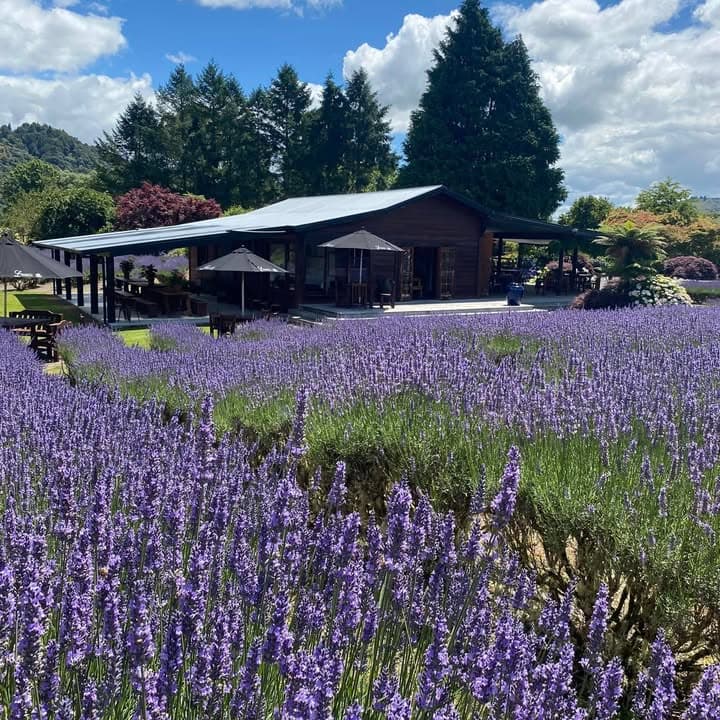 Laurens Lavender Farm