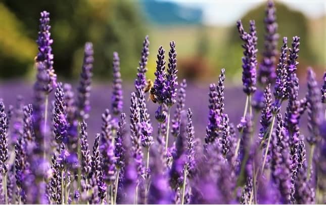 Laurens Lavender Farm — Café in Taumarunui