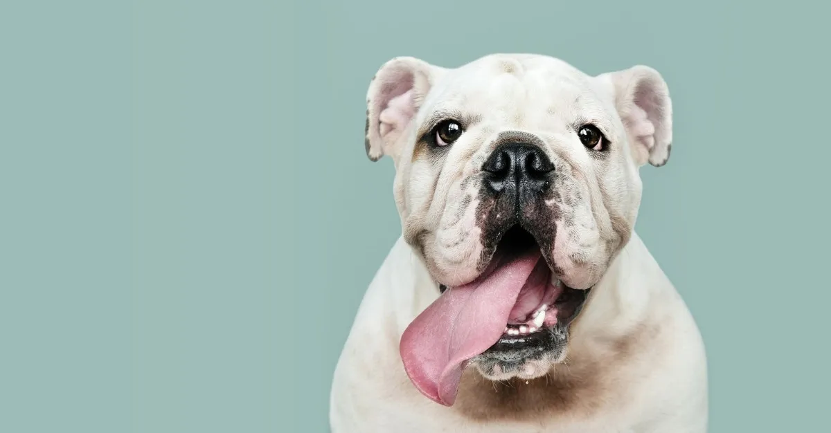 Pawfection Grooming Salon — Dog Groomers in Christchurch