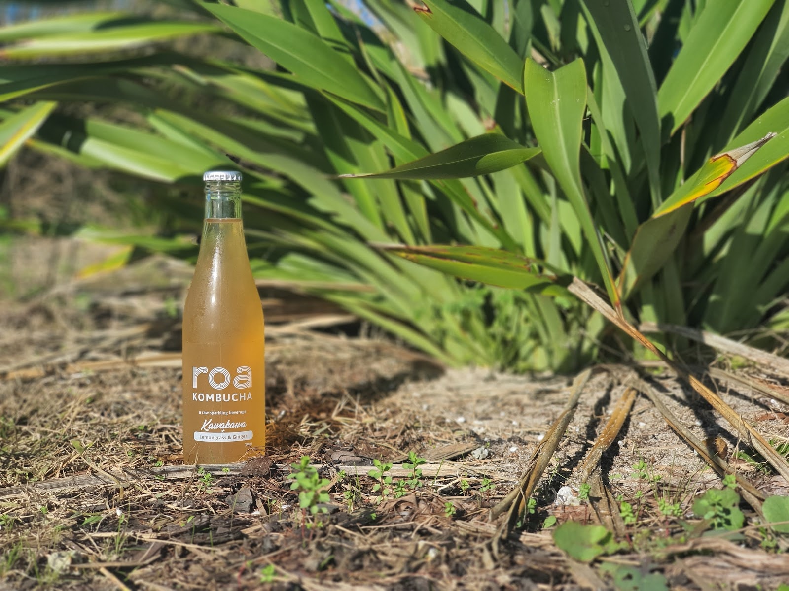 Roa Kombucha — Food & Beverage in New Zealand