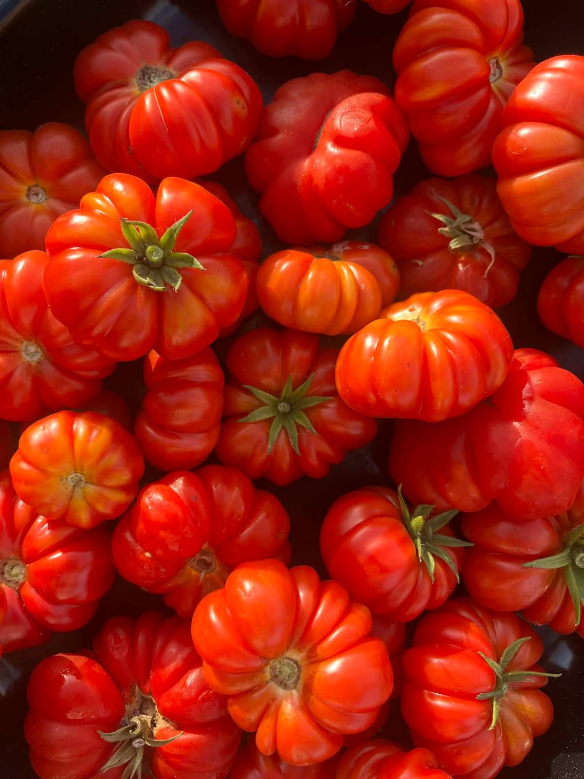 Tomato Love — Garden Centres in Omanaia