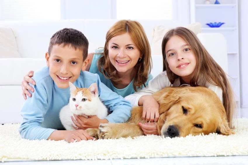 Carpet Care — Cleaning Services in Palmerston North