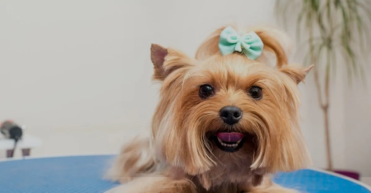 VIP Pet Salon — Dog Groomers in Gisborne