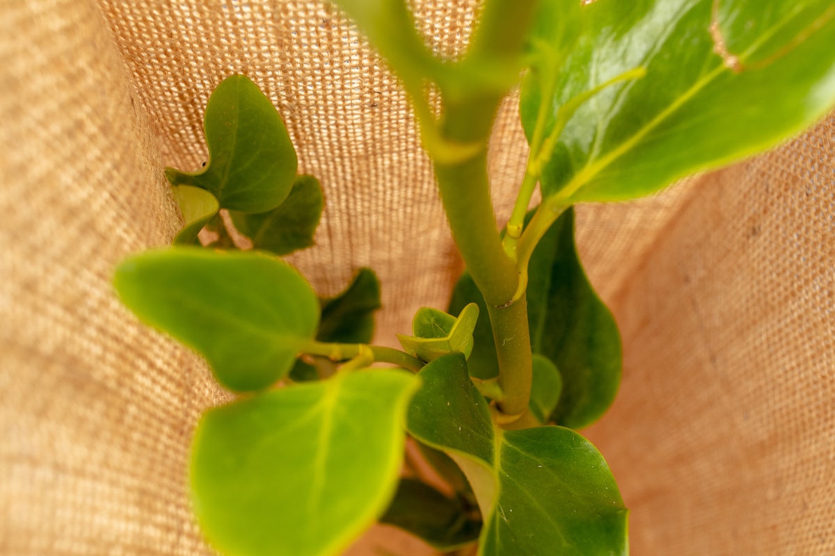 EcoGard — Garden Centres in Christchurch