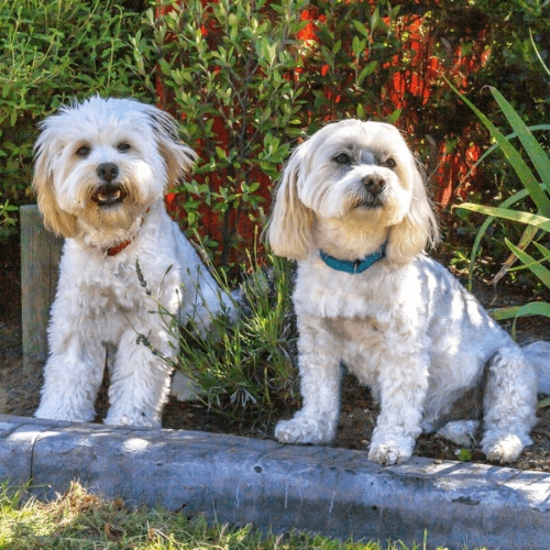 Julie’s Dog Grooming Taumarunui logo