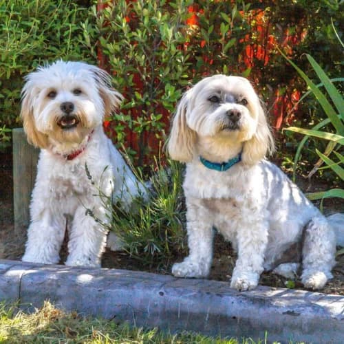 Julie’s Dog Grooming Taumarunui
