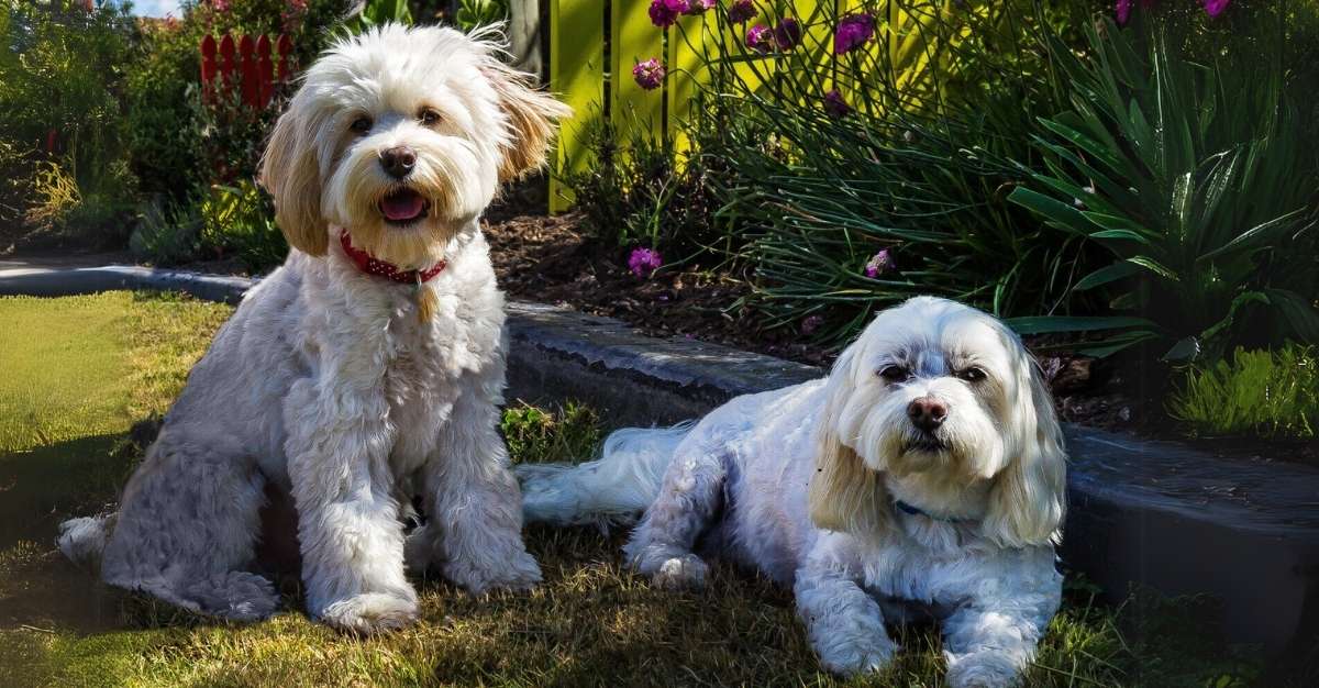 Julie’s Dog Grooming Taumarunui — Dog Groomers in Manawatu-Whanganui