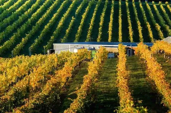 Greenhough Vineyard — Food & Beverage in Hope