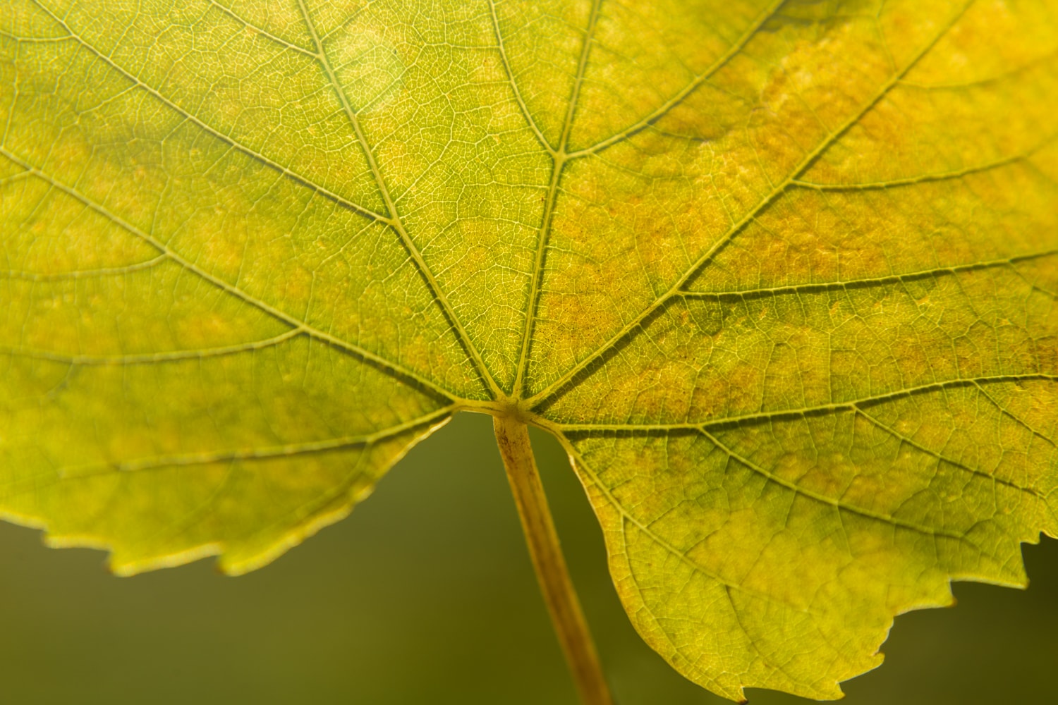 Greenhough Vineyard — Food & Beverage in Hope