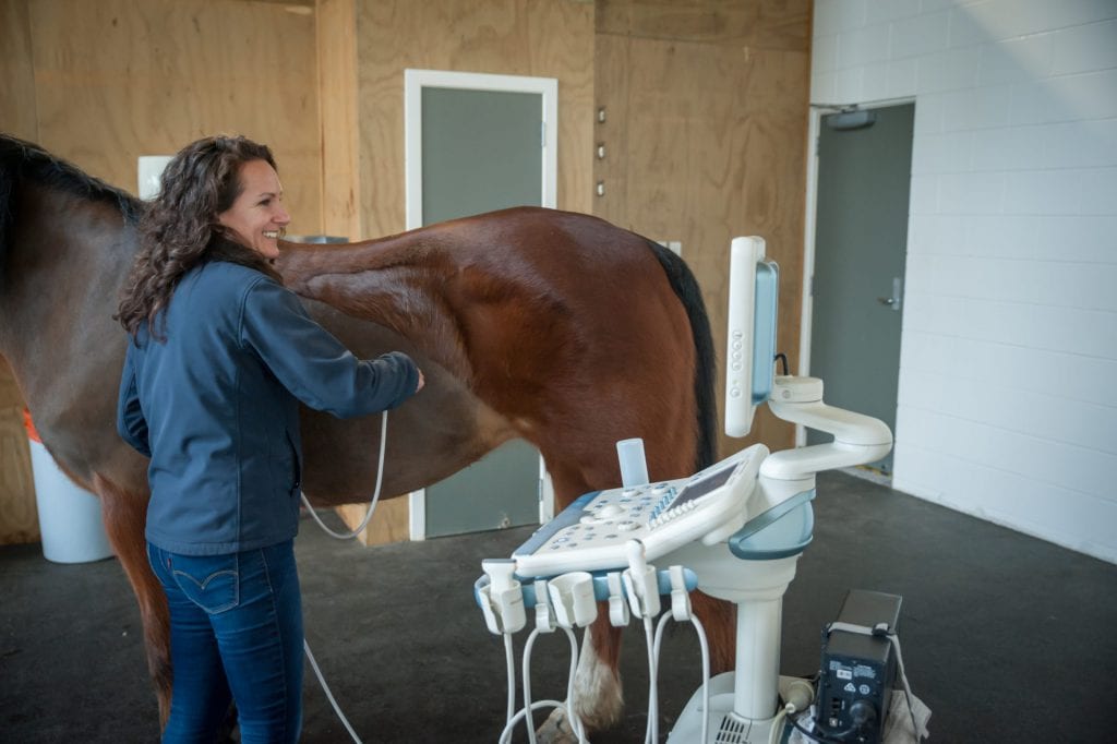 Veterinary Associates Equine — Vets in Karaka