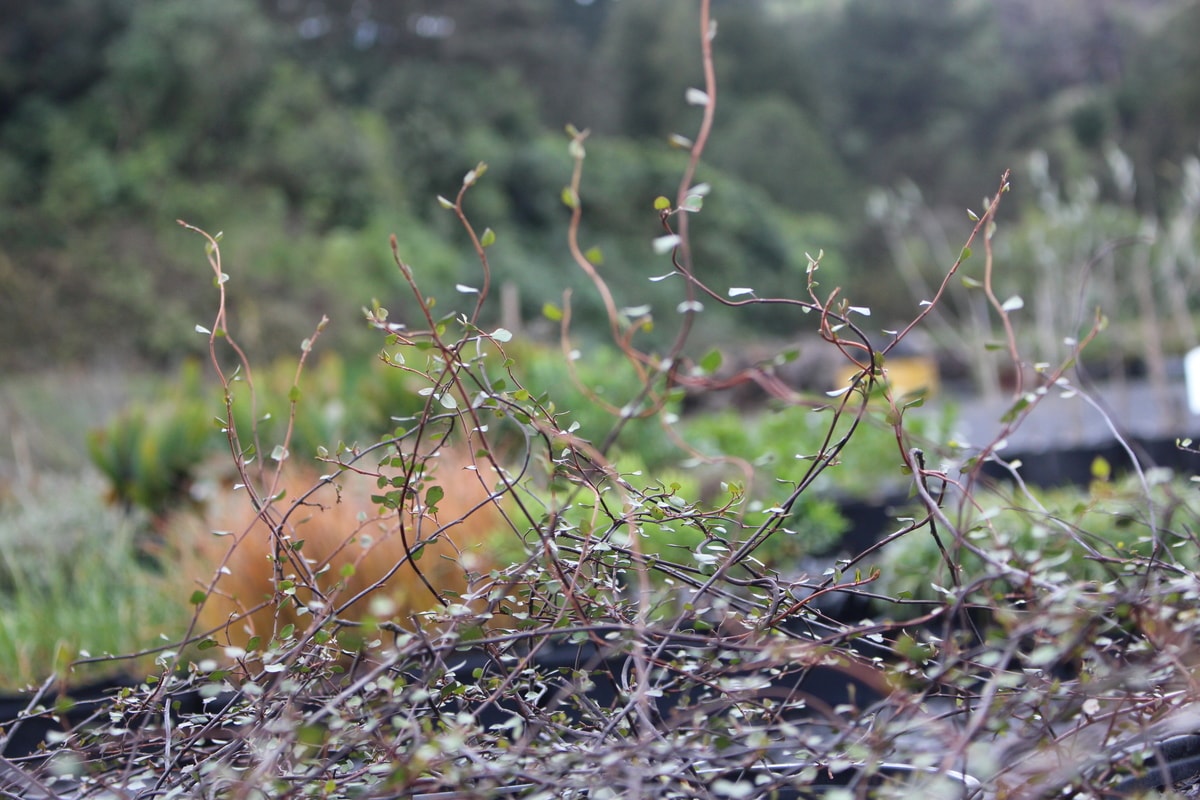 River Road Group Ltd T/A River Road Nursery — Garden Centres in Tuakau