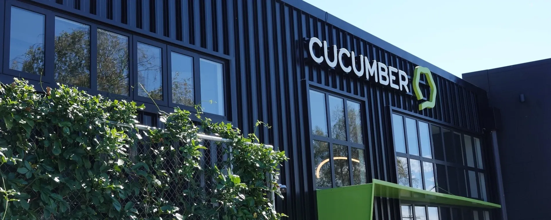Cucumber — Website Designers in Tauranga