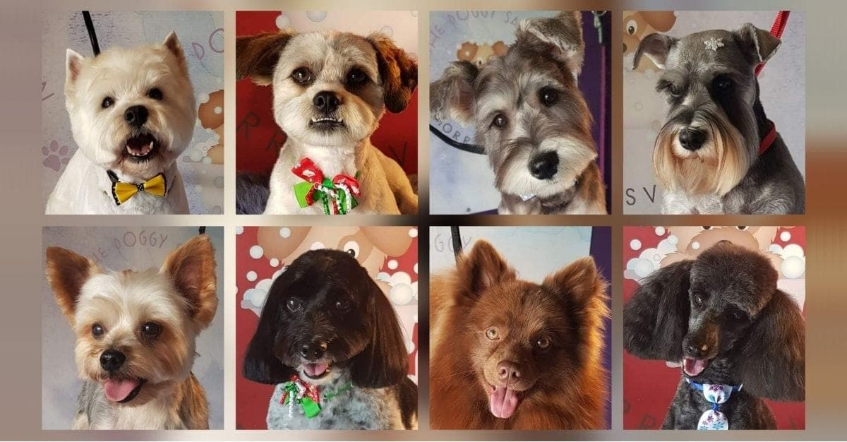 The Doggy Salon