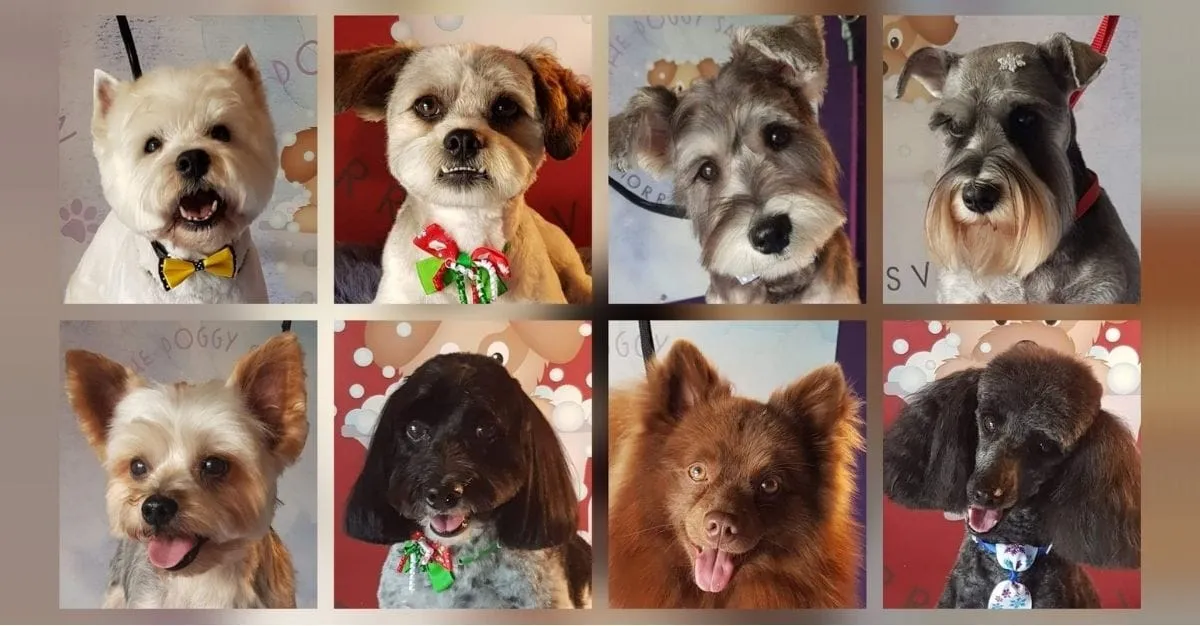The Doggy Salon — Dog Groomers in Morrinsville