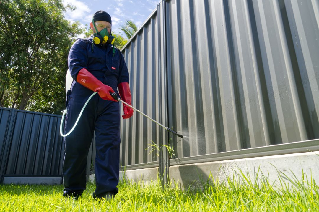The Local Guys Pest Control — Pest Control Services in Hamilton