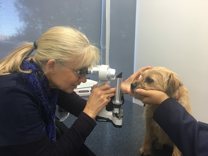 Queenstown Eye Vet — Vets in Queenstown