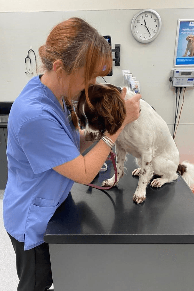 Petfirst Queenstown — Vets in Queenstown