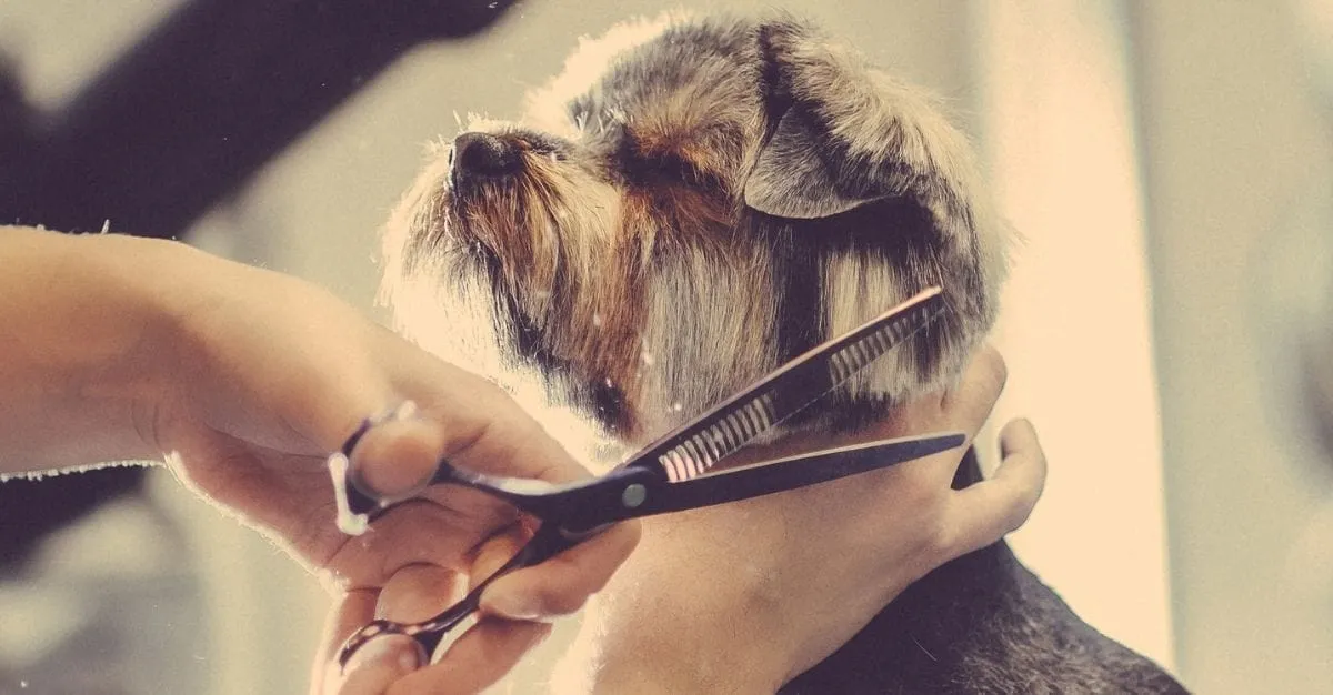 Paws in Style Pet Grooming Studio — Dog Groomers in Auckland