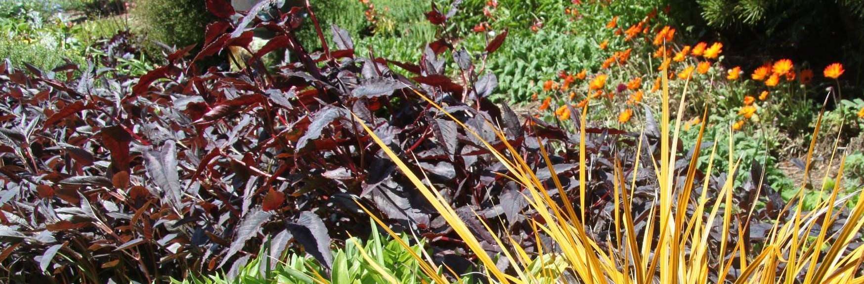 NS Gardening Dunedin — Gardening Services in Dunedin