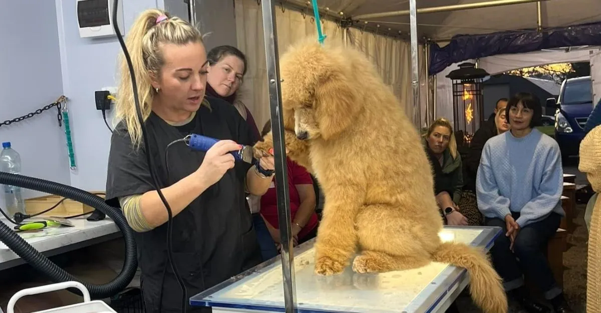 Furnesse Dog Grooming — Dog Groomers in Christchurch