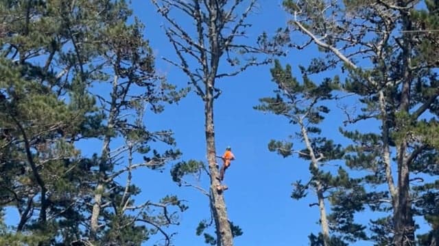 Baker Tree Services — Arborists in North Shore