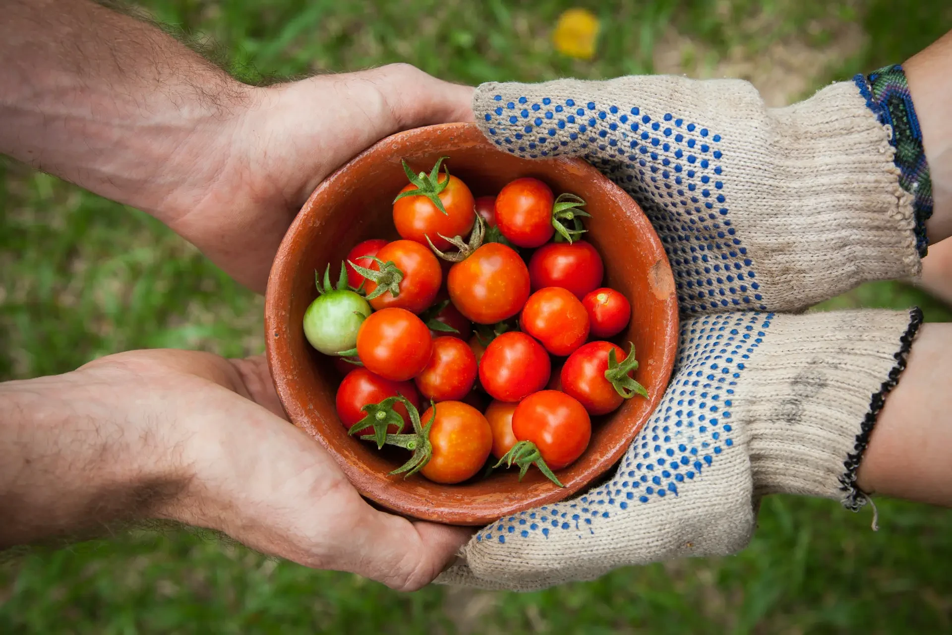 Tauranga Community Foodbank — Non Profit Organisations in Tauranga