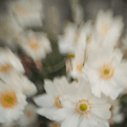 Vivienne Laursen Photography And Design