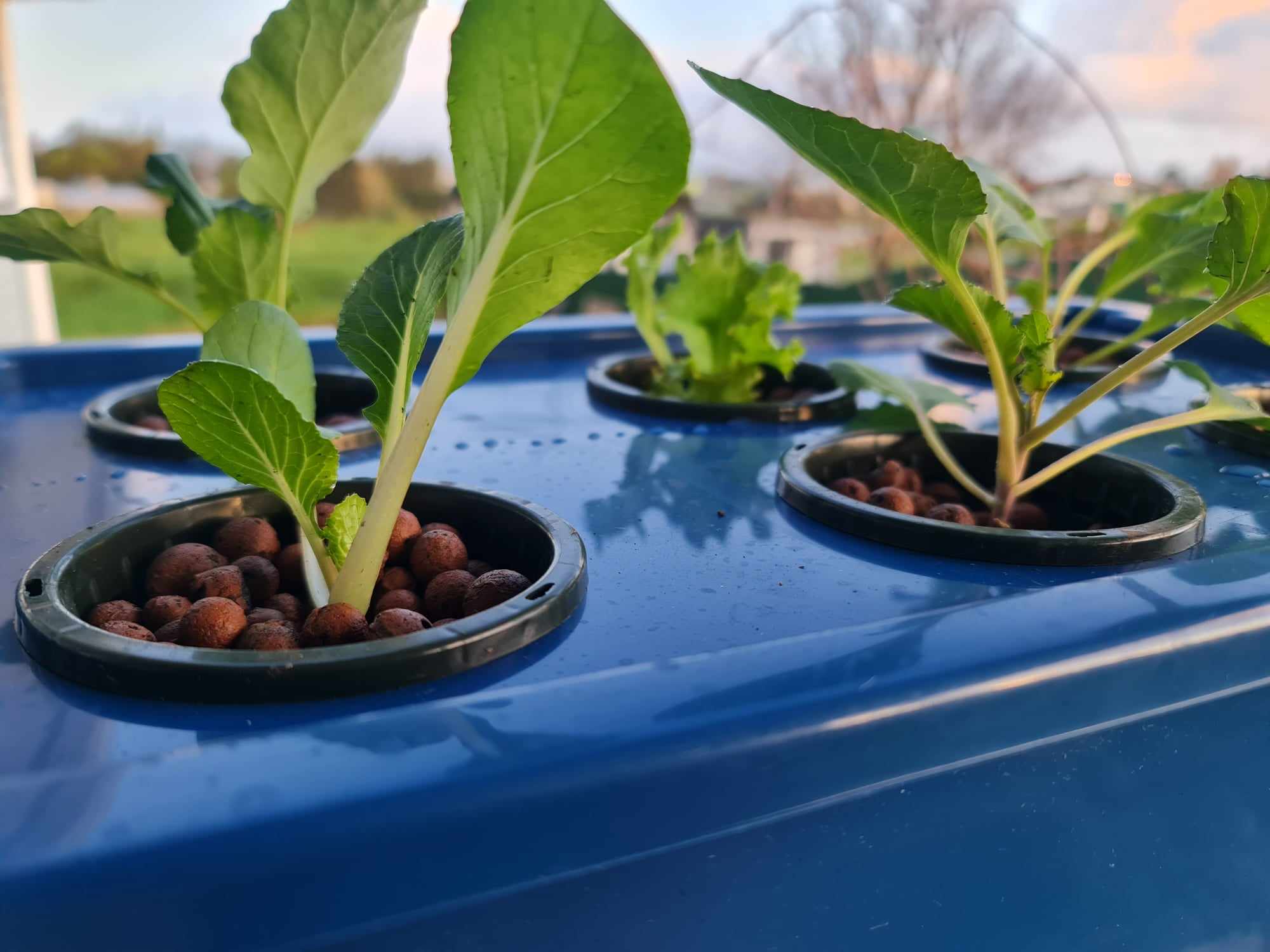 Hydro Kai - Home Hydroponic Kits — Agricultural Services in New Zealand