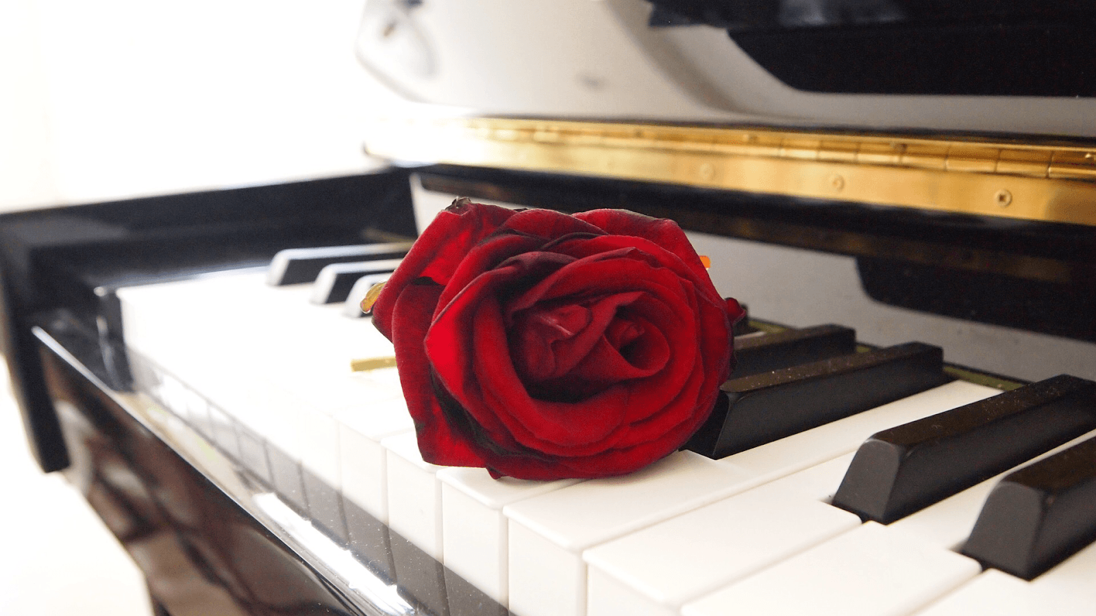 Toi Taniwha Wellbeing Through Music — Education & Training in Wellington