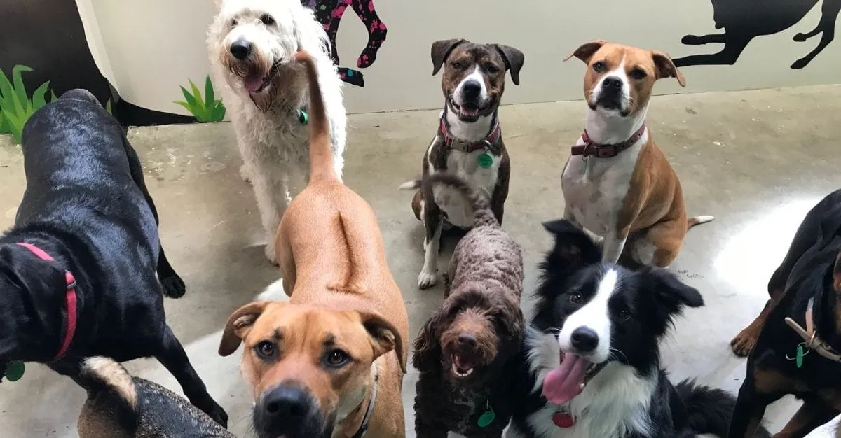 The Dog Spa & Wagging Tails Daycare — Dog Groomers in Nelson