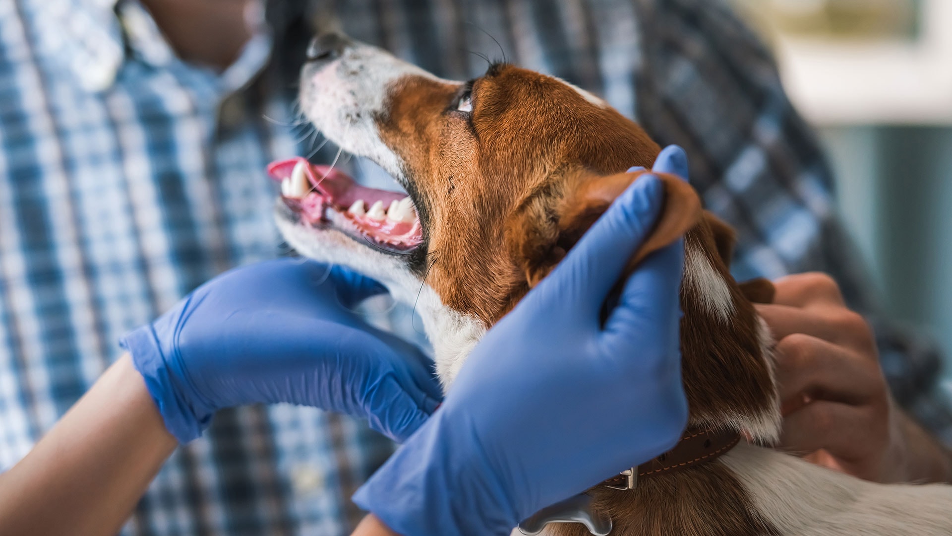 VetCare Tauranga — Vets in Bethlehem