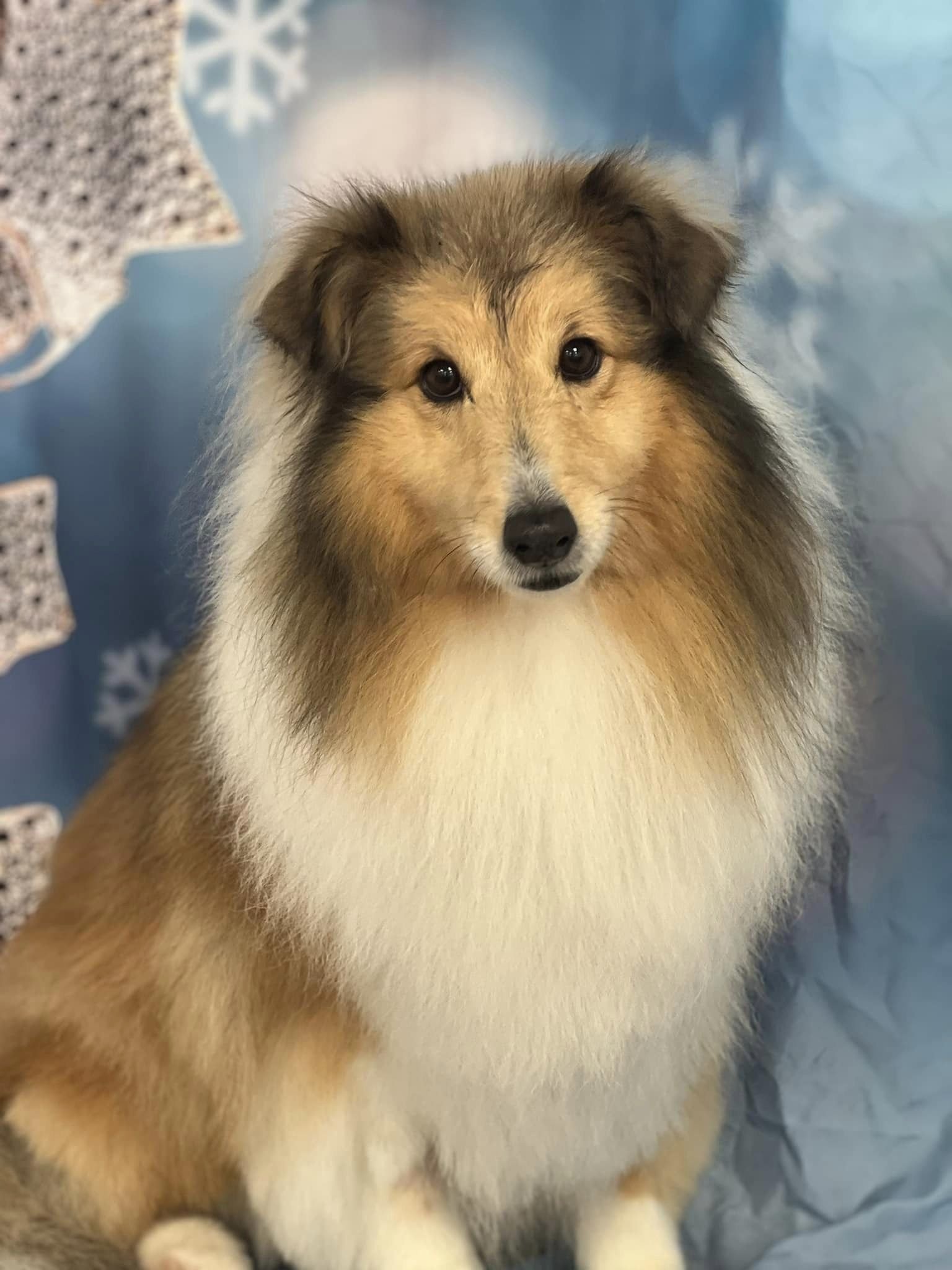 Lord Billingtons — Dog Groomers in Lower Hutt