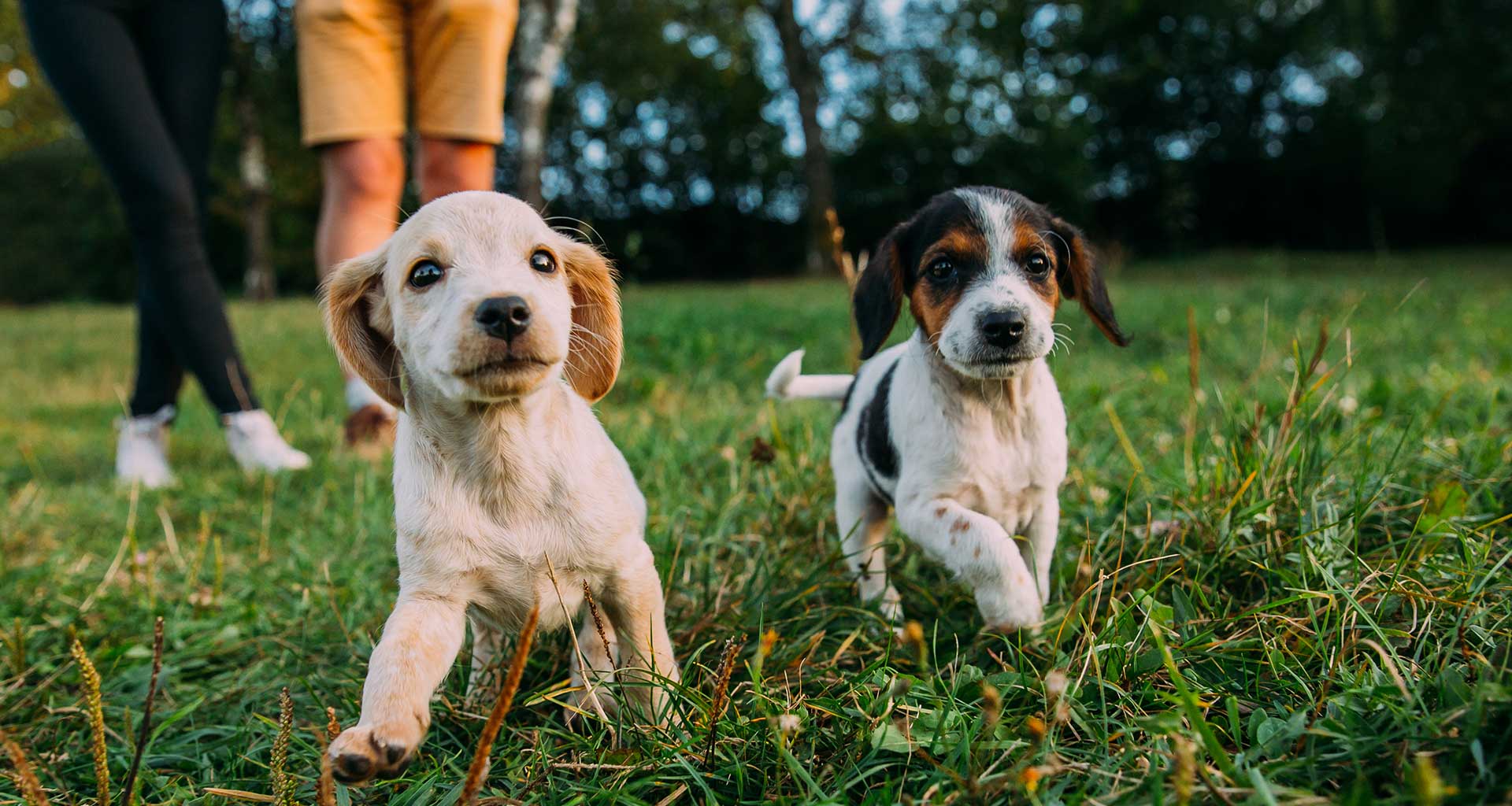 Animal Health Centre — Vets in Lower Hutt