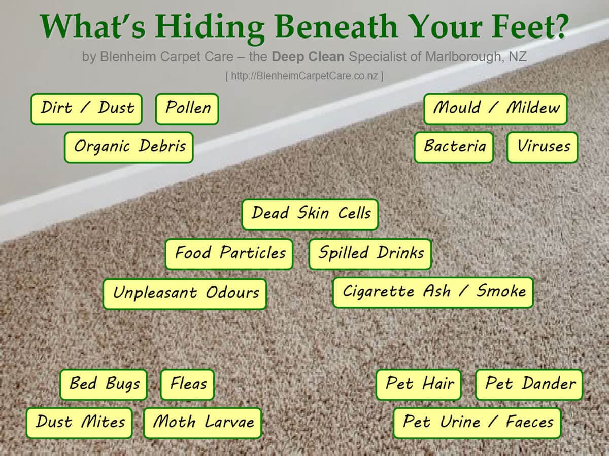 Blenheim Carpet Care — Cleaning Services in Blenheim