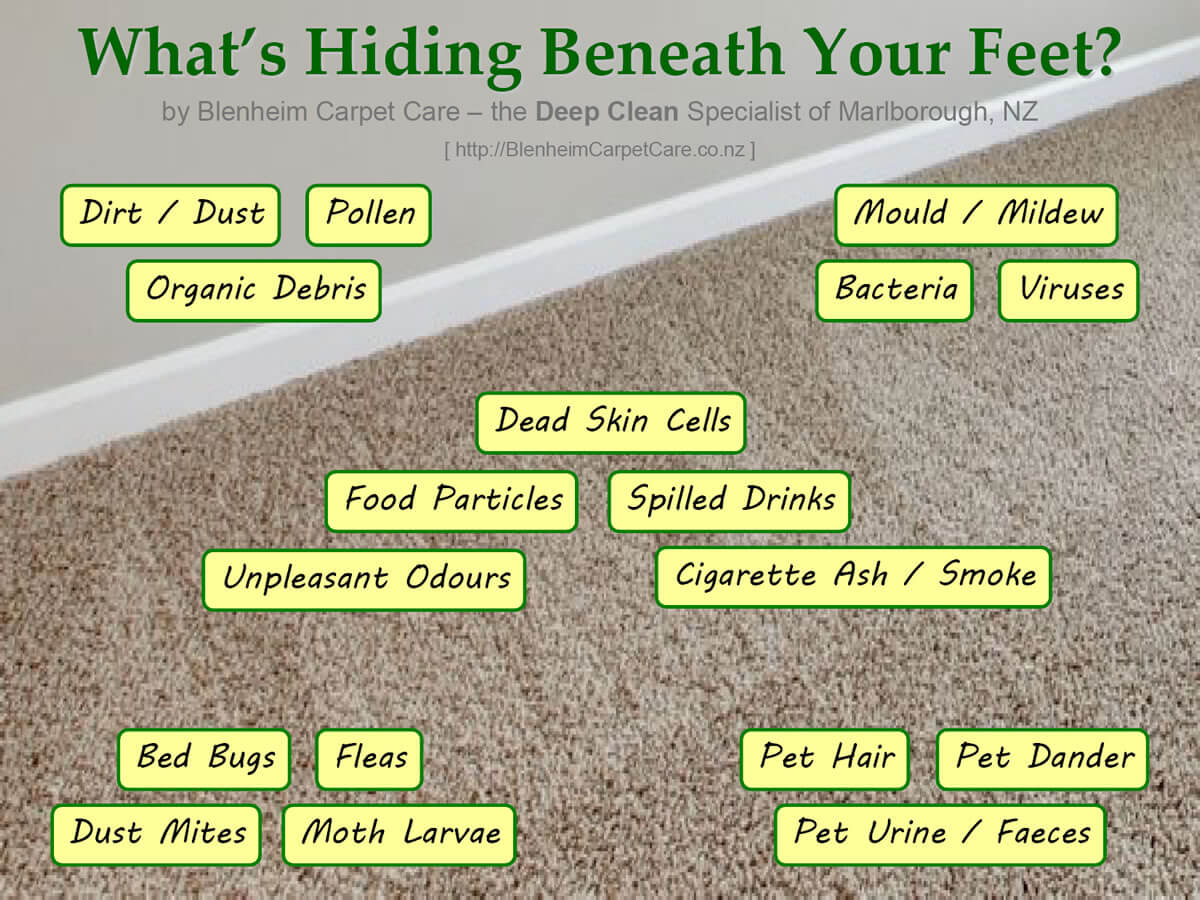 Blenheim Carpet Care — Cleaning Services in Blenheim