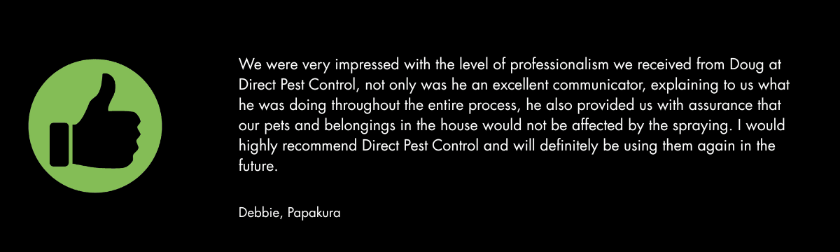 Direct Pest Control — Pest Control Services in Takanini